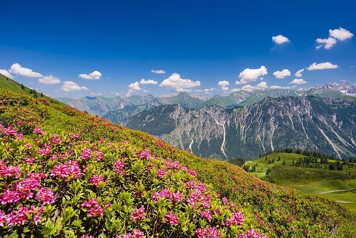Alpine rose blossom, panorama from Fellhorn, behind it the Allgäu Alps, Allgäu, Bavaria, Germany, Europe, by Walter G. Allgöwer
