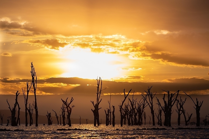 Dead trees in a lake, clouds, sunset, Lake Naivasha, Kenya, Africa, by Wolfgang Veeser