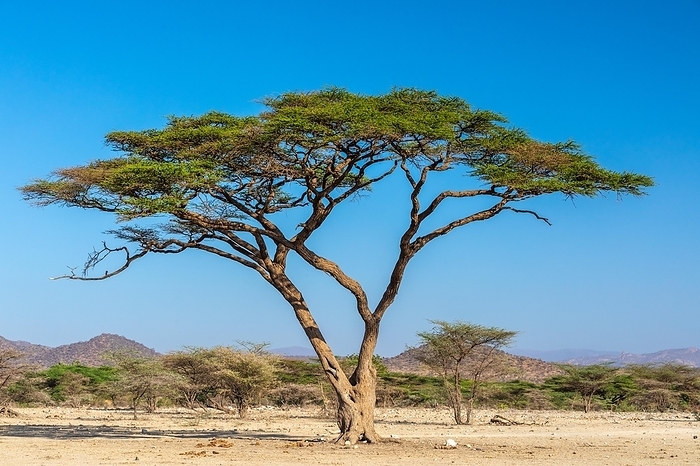 Trees in the Savannah, Isolo County, Kenya, Africa, by Wolfgang Veeser