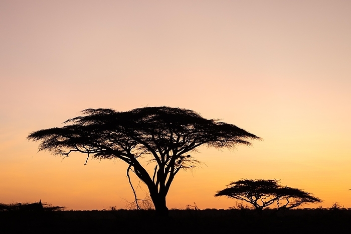 Trees in the Savannah, Dawn, Samburu National Reserve, Kenya, Africa, by Wolfgang Veeser