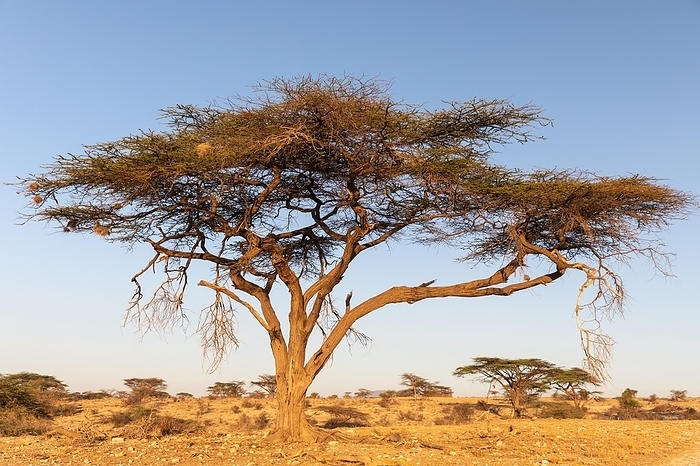 Tree in the savannah, Samburu National Reserve, Kenya, Africa, by Wolfgang Veeser