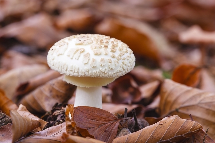 Parasol mushroom (Macrolepiota procera), by Waldemar Langolf