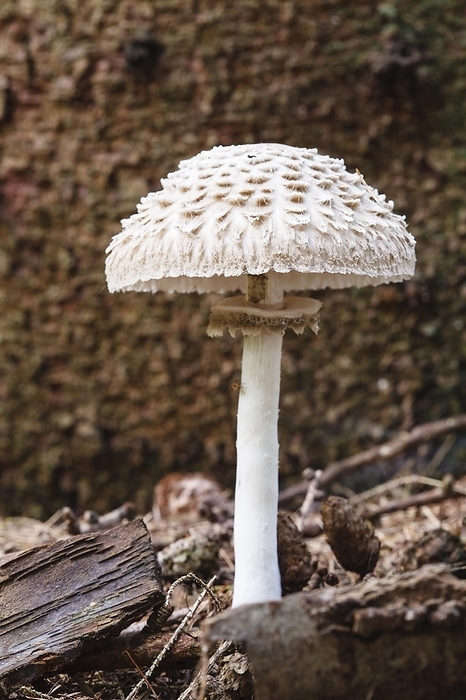 Parasol mushroom (Macrolepiota procera), by Waldemar Langolf