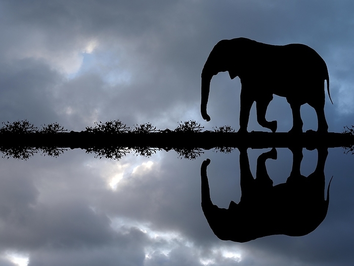 African elephant reflected in the water, Okovango Delta, Botswana, Africa, by McPHOTO / Klaus Steinkamp