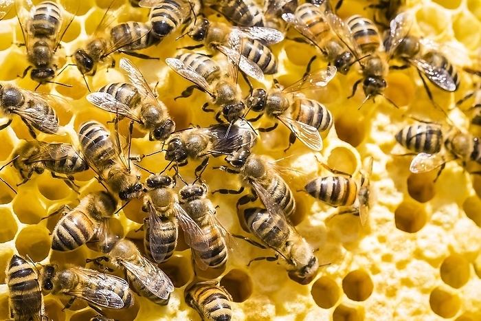 Honey bees on honeycomb in a beehive, Lower Saxony, Federal Republic of Germany, by McPHOTO / Janita Webeler