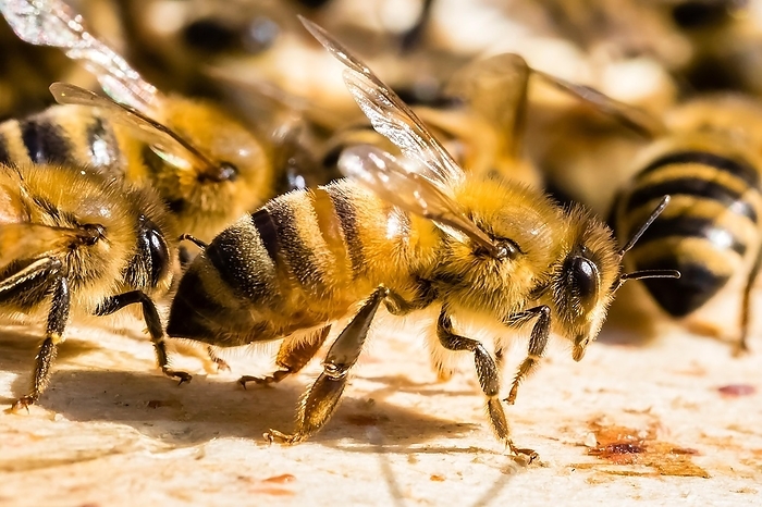 Honeybees (Apis), Beehive, Lower Saxony, Federal Republic of Germany, by McPHOTO / Janita Webeler