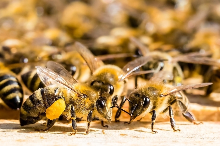 Honeybees (Apis), Beehive, Lower Saxony, Federal Republic of Germany, by McPHOTO / Janita Webeler