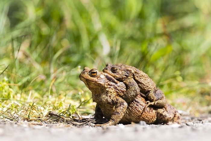 Two common toads mating, Lower Saxony, Federal Republic of Germany, by McPHOTO / Janita Webeler