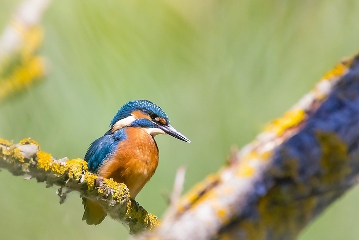 beautiful lustrous colour similar to that of the kingfisher s feathers Common kingfisher  Alcedo atthis , Lower Saxony, Federal Republic of Germany, by McPHOTO   Janita Webeler