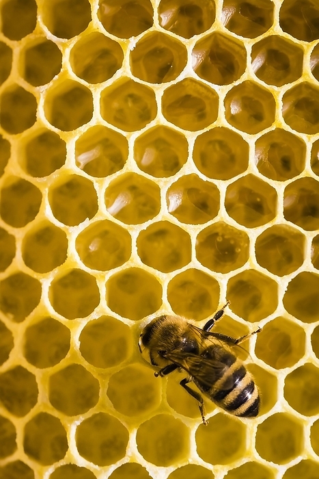 Honey bee on honeycomb in beehive, Lower Saxony, Federal Republic of Germany, by McPHOTO / Janita Webeler