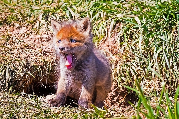 Young fox in front of the foxhole, Lower Saxony, Federal Republic of Germany, by McPHOTO / Janita Webeler