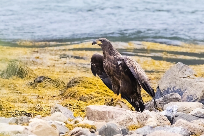 Norway, White-tailed eagle resting on a rock and looking for prey, (Haliaeetus albcilla), bird of prey, Norway, Europe, by McPHOTO / Janita Webeler