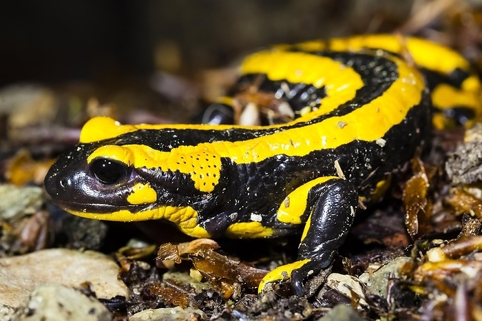 Fire salamander (Salamandra salamandra), Lower Saxony, Federal Republic of Germany, by McPHOTO / Janita Webeler