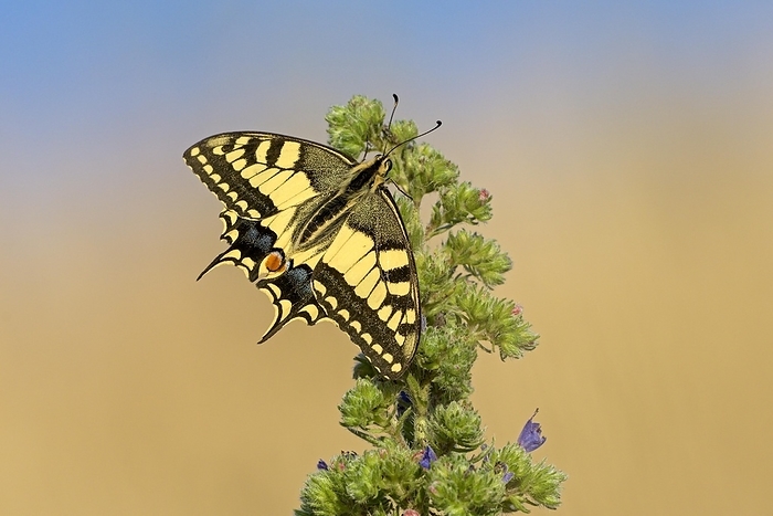 yellow swallowtail butterfly  esp. the citrus swallowtail butterfly, Papilio xuthus  Swallowtail  Papilio machaon , at the roost at sunrise, shortly in front of departure, Bottrop, Ruhr area, North Rhine Westphalia, Germany, Europe, by Christof Wermter