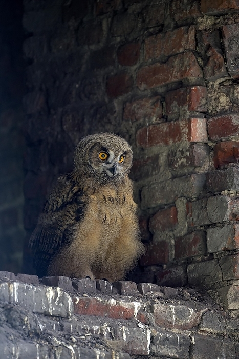 Eurasian eagle owl  Bubo bubo  Eurasian eagle owl  Bubo bubo , young bird after leaving the nest, breeding site is the Malakow tower of the Ewald colliery, Herten, Ruhr area, North Rhine Westphalia, Germany, Europe, by Christof Wermter