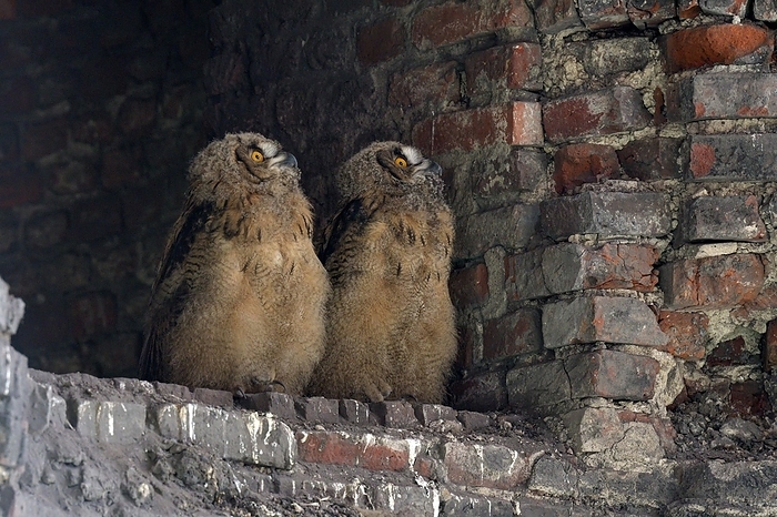Eurasian eagle owl  Bubo bubo  Eurasian eagle owl  Bubo bubo , young birds after leaving the nest, breeding site is the Malakowturm of the Ewald colliery, Herten, Ruhr area, North Rhine Westphalia, Germany, Europe, by Christof Wermter