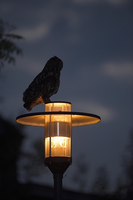 Eurasian eagle owl  Bubo bubo  Eurasian eagle owl  Bubo bubo , adult male on a lantern, at dusk, Ewald colliery, Herten, Ruhr area, North Rhine Westphalia, Germany, Europe, by Christof Wermter