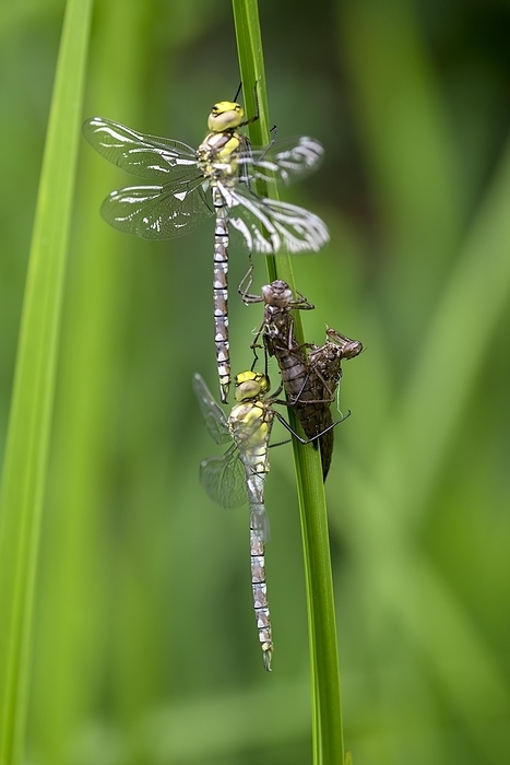 Southern hawker (Aeshna cyanea), freshly hatched dragonflies, with larval skin, Oberhausen, Ruhr area, North Rhine-Westphalia, Germany, Europe, by Christof Wermter