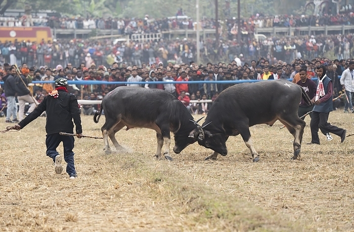 Buffaloes fight with each other during a traditional Moh-Juj (Buffalo fight) competition as a part of Magh Bihu Festival on January 16, 2024 in Ahatguri, India. Traditional Buffalo fights organised in different parts of Assam, during the harvest festival Magh Bihu or Bhogali Bihu since the Ahom rule. The practice was discontinued in 2014 after a Supreme Court order, the event resumed this year in adherence to Standard Operating Procedures (SOP) laid down by the Assam Government, by David Talukdar