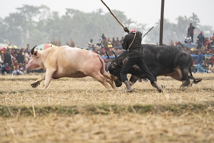 An owner try to control a pair of buffaloes during a traditional Moh-Juj (Buffalo fight) competition as a part of Magh Bihu Festival on January 16, 2024 in Ahatguri, India. Traditional Buffalo fights organised in different parts of Assam, during the harvest festival Magh Bihu or Bhogali Bihu since the Ahom rule. The practice was discontinued in 2014 after a Supreme Court order, the event resumed this year in adherence to Standard Operating Procedures (SOP) laid down by the Assam Government, by David Talukdar