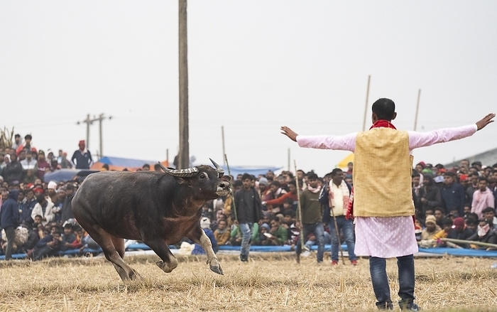 Owner try to control a buffalo during a traditional Moh-Juj (Buffalo fight) competition as a part of Magh Bihu Festival on January 16, 2024 in Ahatguri, India. Traditional Buffalo fights organised in different parts of Assam, during the harvest festival Magh Bihu or Bhogali Bihu since the Ahom rule. The practice was discontinued in 2014 after a Supreme Court order, the event resumed this year in adherence to Standard Operating Procedures (SOP) laid down by the Assam Government, by David Talukdar