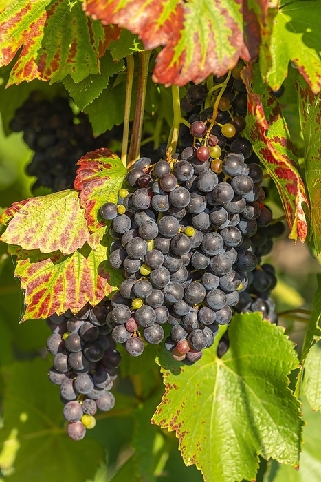 Germany Ripe Pinot Noir grapes, Lake Constance wine growing region, Birnau, Uhldingen M hlhofen, autumn, Baden W rttemberg, Germany, Europe, by Wolfgang Diederich