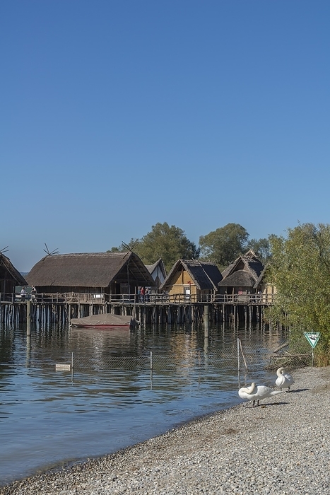 Unteruhldingen, pile-dwelling museum, Lake Constance, reconstruction, Stone Age, swans, natural beach, Baden-Württemberg, Germany, Europe, by Wolfgang Diederich