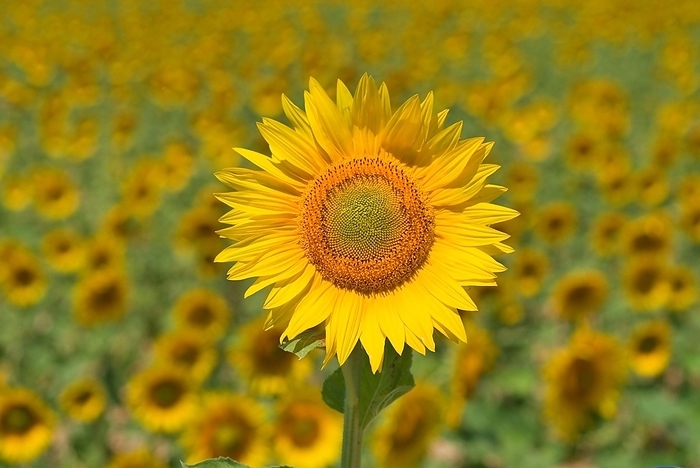 France Closeup of one single common sun flower  Helianthus Annuus  with field of sun flowers in background, Departement Vaucluse, France, Europe, by Dirk v. Mallinckrodt