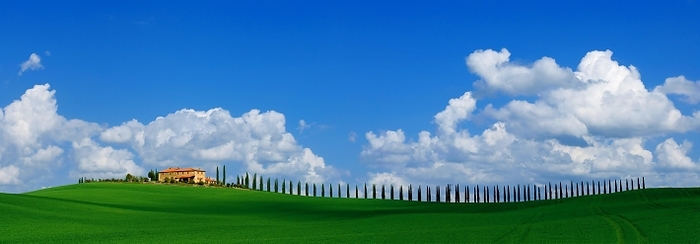Italy A single rural tuscan house, agroturismo, and cypress avenue, with blue sky, white clouds in April, with green cereal field, panoramic, panorama view, Tuscany, Italy, Europe, by Dirk v. Mallinckrodt