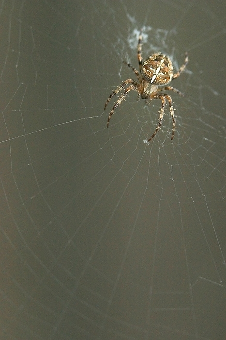 Closeup, macro of an European garden spider, cross orbweaver, diadem spider, orangie, cross spider, (Araneus diadematus) sitting in the center of it´s web, by Dirk v. Mallinckrodt