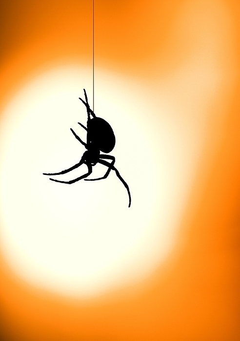 Closeup, macro of an European garden spider, cross orbweaver, diadem spider, orangie, cross spider, (Araneus diadematus), descending on a thread, orange street lamp, streetlight, as background, by Dirk v. Mallinckrodt