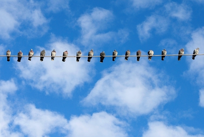 A row of domestic pigeons (Columba livia domestica) sitting next to each other side by side on a power line or cable, blue sky and fluffy white clouds, Munich, Bavaria, Germany, Europe, by Dirk v. Mallinckrodt