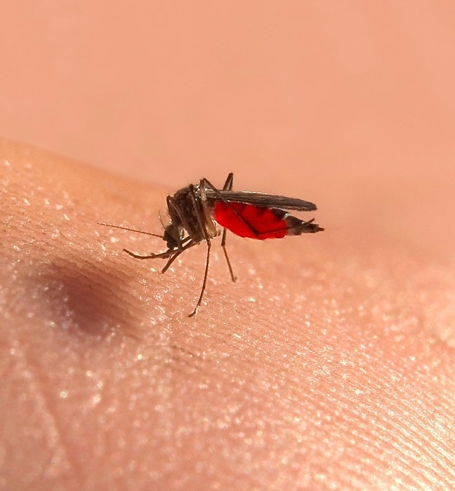 Macro of a common house mosquito or northern house mosquito (Culex pipiens) sucking blood on the hand of a man, body full of red blood, by Dirk v. Mallinckrodt