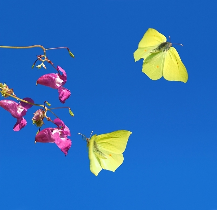 Two brimstone in the air in blue sky (gonepteryx rhamni) feeding on himalayan balsam, (Impatiens glandulifera) Bavaria, Germany, Europe, by Dirk v. Mallinckrodt