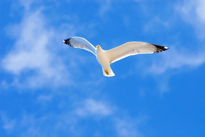 herring gull  Larus argentatus  A single white adult herring gull  Larus Argentatus  flying high in the blue sky with white clouds, Tenerife, Canary Islands, Spain, Europe, by Dirk v. Mallinckrodt