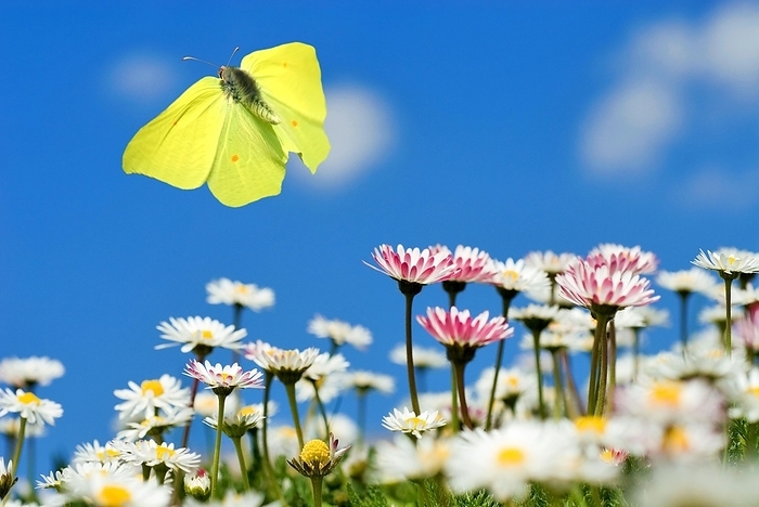A male brimstone butterfly (Gonepteryx rhamni) flies in the blue sky over daisies (Bellis perennis), close-up, by Dirk v. Mallinckrodt