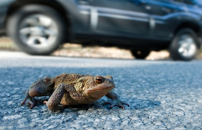 common toad  Bufo bufo  Toad migration, a common toad  Bufo bufo  crosses the road next to a moving car, between Leutaschtal and Mittenwald, Bavaria, Germany, Europe, by Dirk v. Mallinckrodt