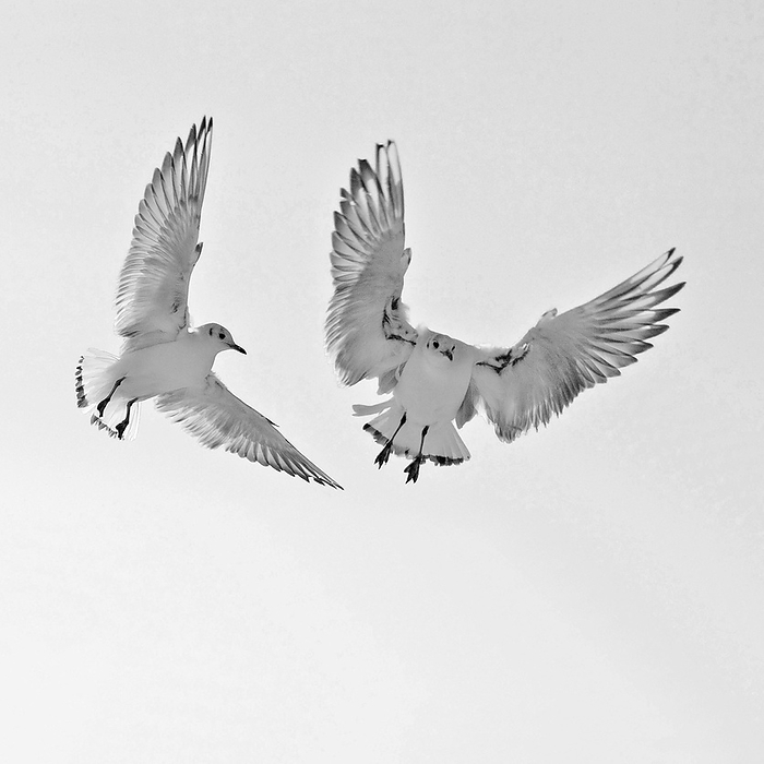 Two juvenile black-headed gulls (Larus Ridibundus) fly in to feed, fluttering above the feeding site, by Dirk v. Mallinckrodt
