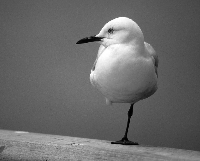 A juvenile red-billed gull (Chroicocephalus novaehollandiae scopulinus) resting on a railing with one leg drawn up, Queenstown, South Island, New Zealand, Oceania, by Dirk v. Mallinckrodt