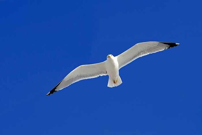herring gull  Larus argentatus  An adult herring gull  Larus Argentatus  flies, sails in the blue sky, by Dirk v. Mallinckrodt