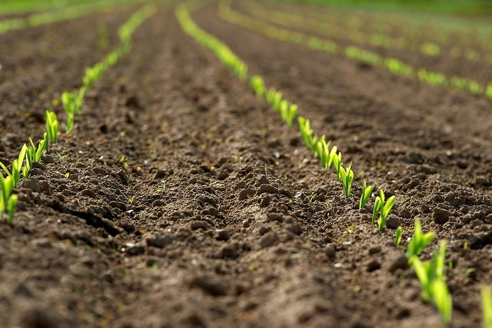 A row of young maize plants, shoots, by Dirk v. Mallinckrodt
