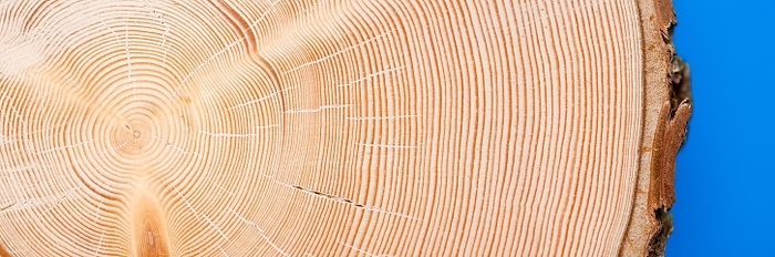 Section through a trunk of Norway spruce (picea abies) with approx. 80 annual rings, close-up, by Dirk v. Mallinckrodt