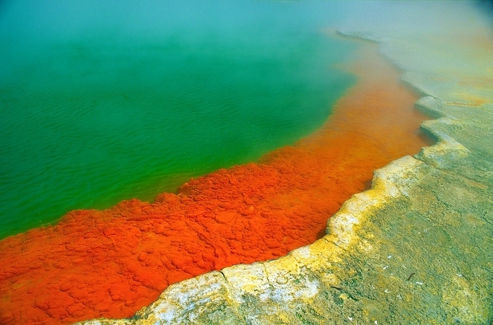 New Zealand Hot spring with steaming water, red algae in a green hot lake near Rotorua, sulphur deposit, North Island, New Zealand, Oceania, by Dirk v. Mallinckrodt
