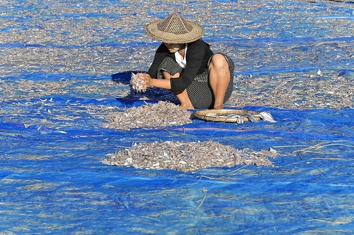 Myanmar Fish spread out to dry on blue nets on the beach of Ngapali fishing village, Ngapali, Thandwe, Rakhine State, Myanmar, Asia, by Egon B msch