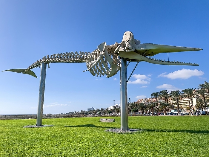 sperm whale Skeleton of 15 metre long sperm whale  Physeter macrocephalus  displayed on stilts on public ground meadow in front of Matorral beach in Morro Jable on Jandia peninsula Order whales  Cetacea , right in the background hotel complex, Morro Jable, above bright blue sky right scattered clouds Altocumulus, Jandia peninsula, Fuerteventura, Canary Islands, SpainFuerteventura, Canary Islands, Spain, Europe, by Frank Schneider