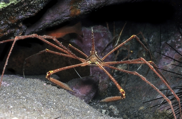 Single Atlantic spider crab (Stenorhynchus lanceloatus) sitting in front of a small cave dwelling, Eastern Atlantic, Macaronesian Archipelago, Fuerteventura, Canary Islands, Canary Islands, Spain, Europe, by Frank Schneider