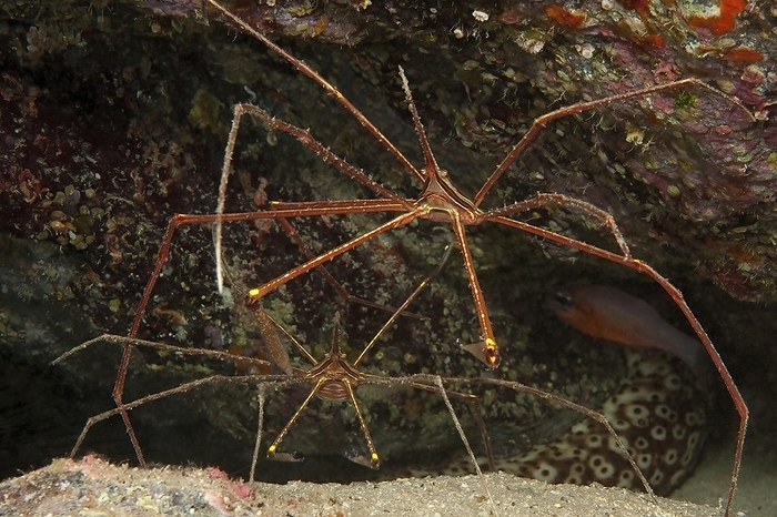 Pair of two specimens of Atlantic spider crab (Stenorhynchus lanceloatus) sitting in front of small cave dwelling living cave, Eastern Atlantic, Macaronesian Archipelago, Fuerteventura, Canary Islands, Canary Islands, Spain, Europe, by Frank Schneider