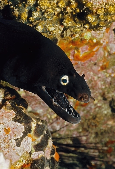Close-up of head of black moray eel (Muraena augusti) Prince August moray eel Prince August moray eel with white eyes open mouth showing pointed teeth fangs, East Atlantic, Macaronesian Archipelago, Fuerteventura, Canary Islands, Canary Islands, Spain, Europe, by Frank Schneider