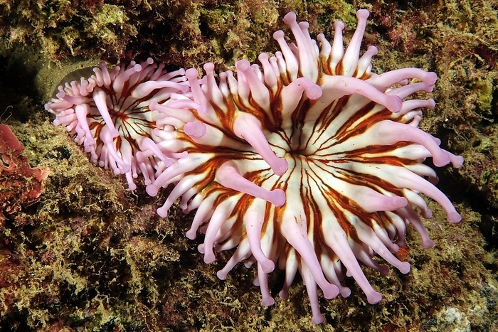 Two pairs of pink-coloured pink club anemone (Telmatactis cricoides) in colour pink pink sitting in settle on rock reef of lava rock, East Atlantic, Macaronesian Archipelago, Canary Islands, Fuerteventura, Spain, Europe, by Frank Schneider
