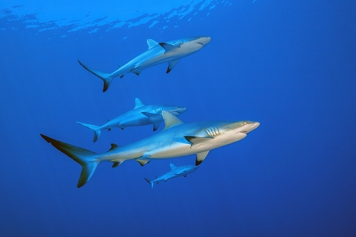 grey reef shark Small group of four grey reef sharks  Carcharhinus amblyrhynchos  swimming through blue sea open water, Pacific Ocean, by Frank Schneider